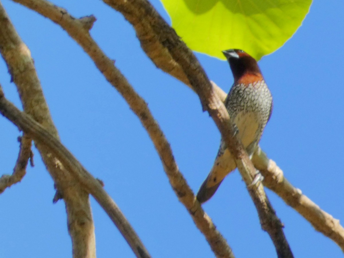 Scaly-breasted Munia - ML603305031