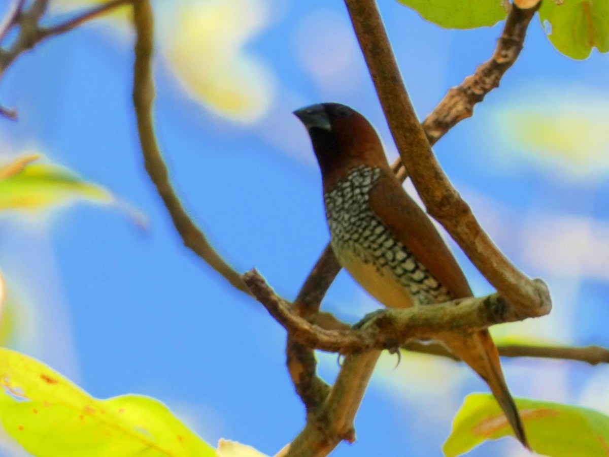 Scaly-breasted Munia - ML603305041