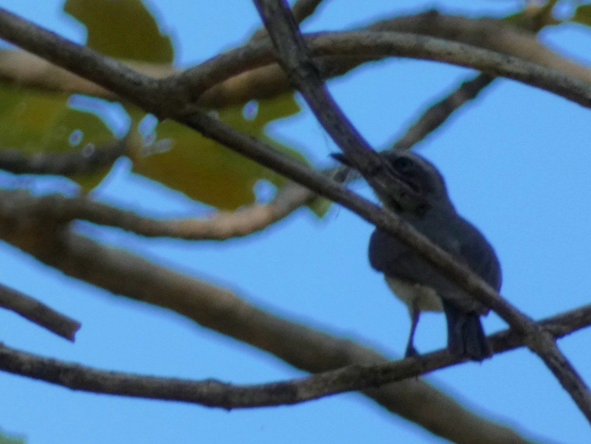 Sri Lanka Woodshrike - ML603305241