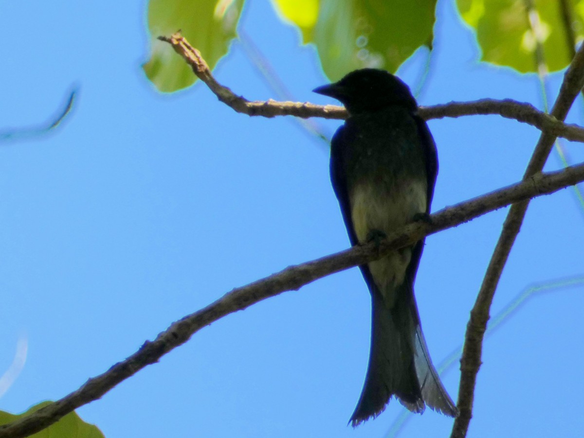 White-bellied Drongo - Sri Srikumar