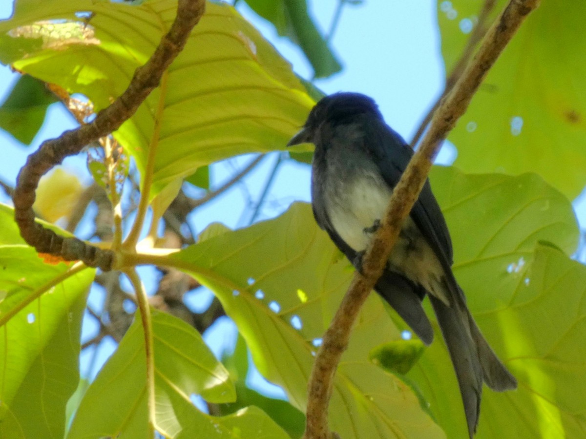 White-bellied Drongo - ML603305281