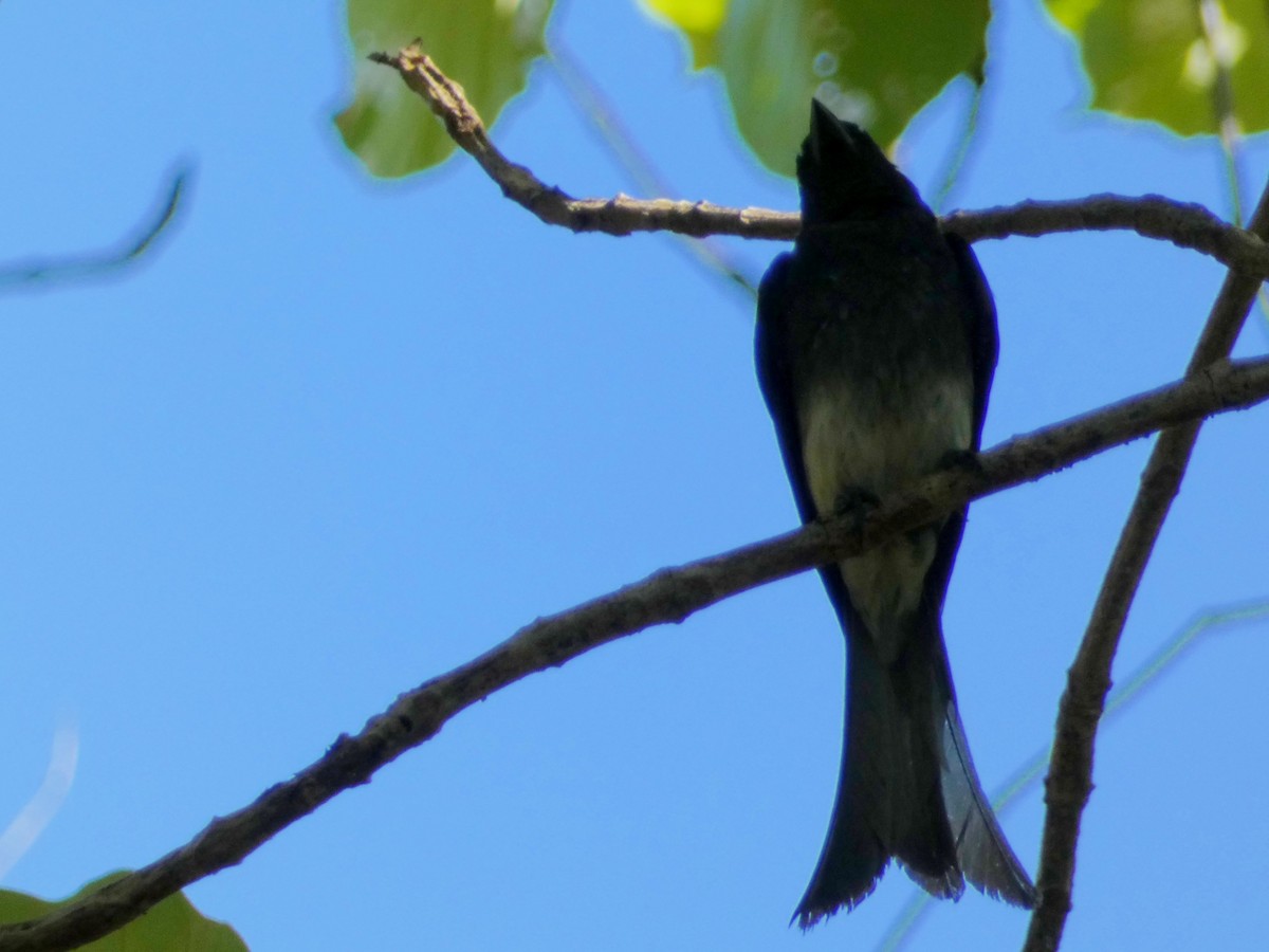 White-bellied Drongo - ML603305301