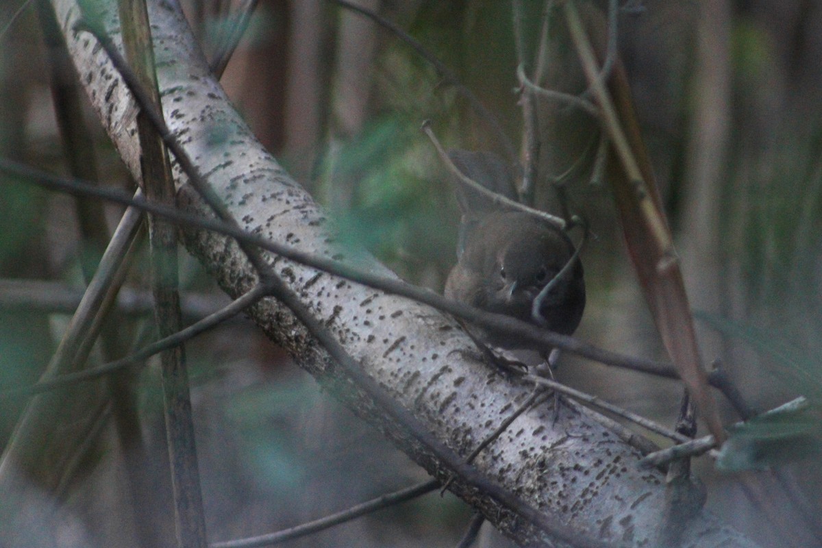 Knysna Warbler - ML603307041