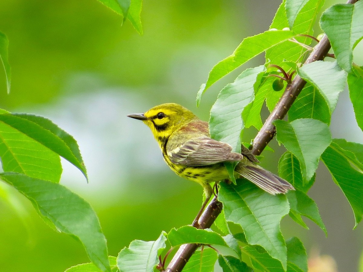 Prairie Warbler - ML60330751