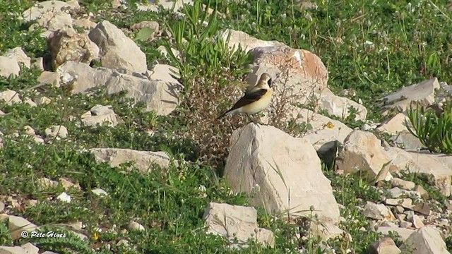 Eastern Black-eared Wheatear - ML603308441