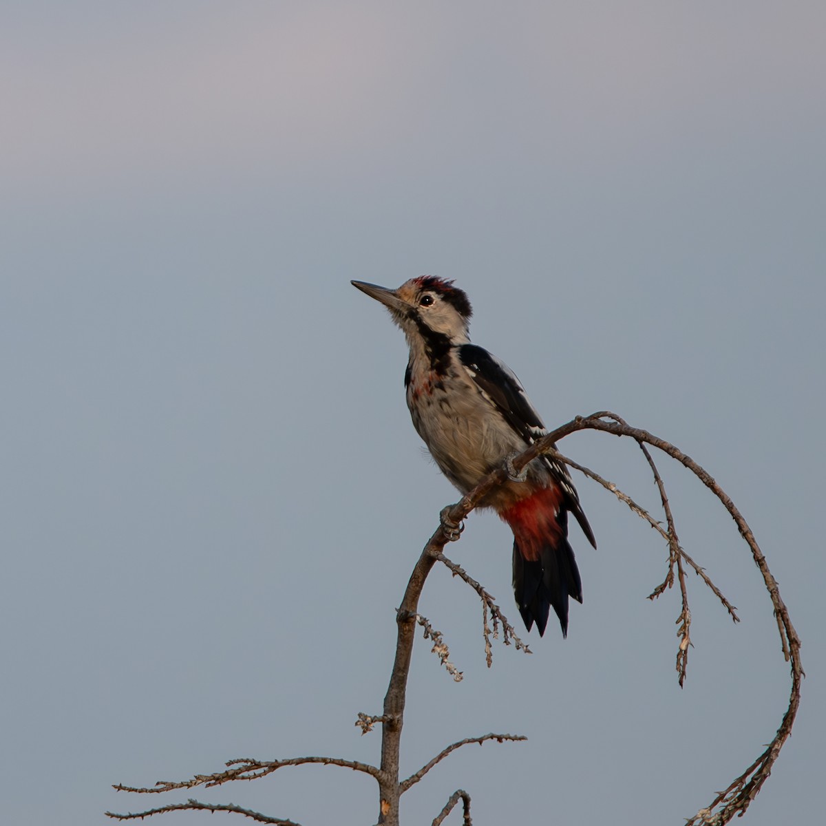 Syrian Woodpecker - Xenia Louverdi