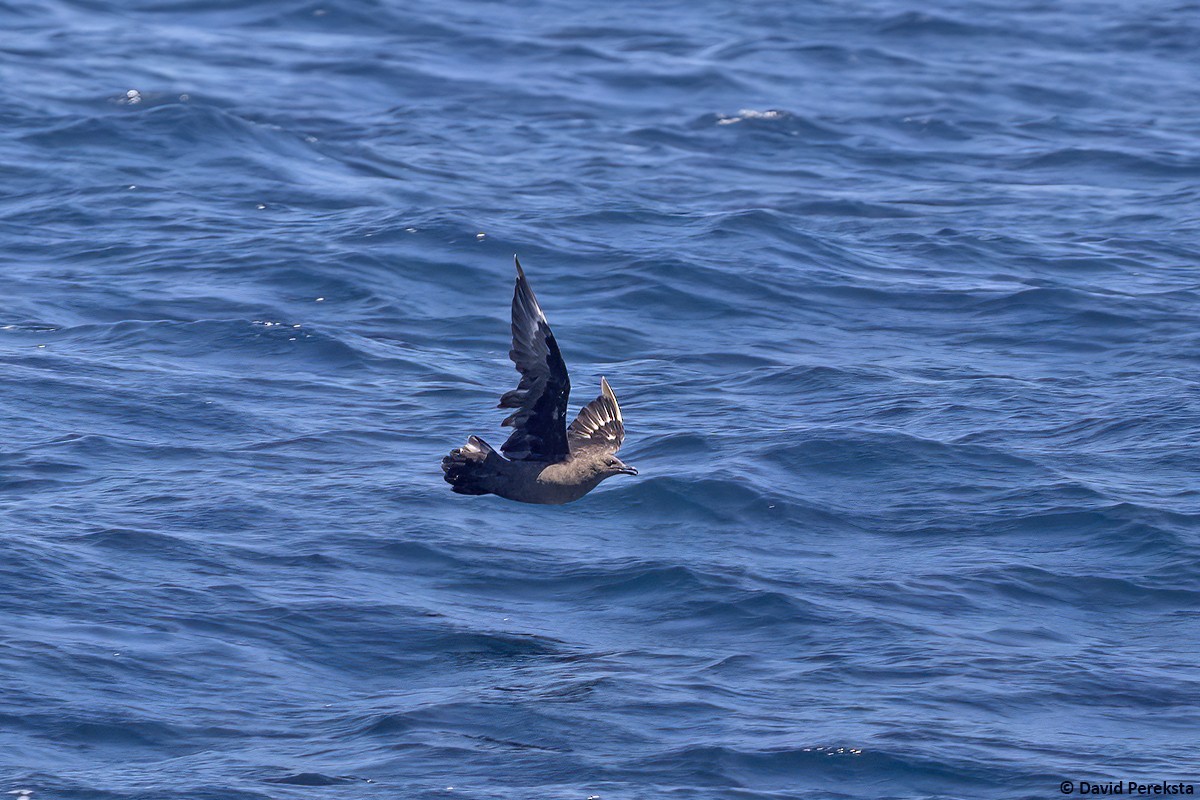 South Polar Skua - David Pereksta