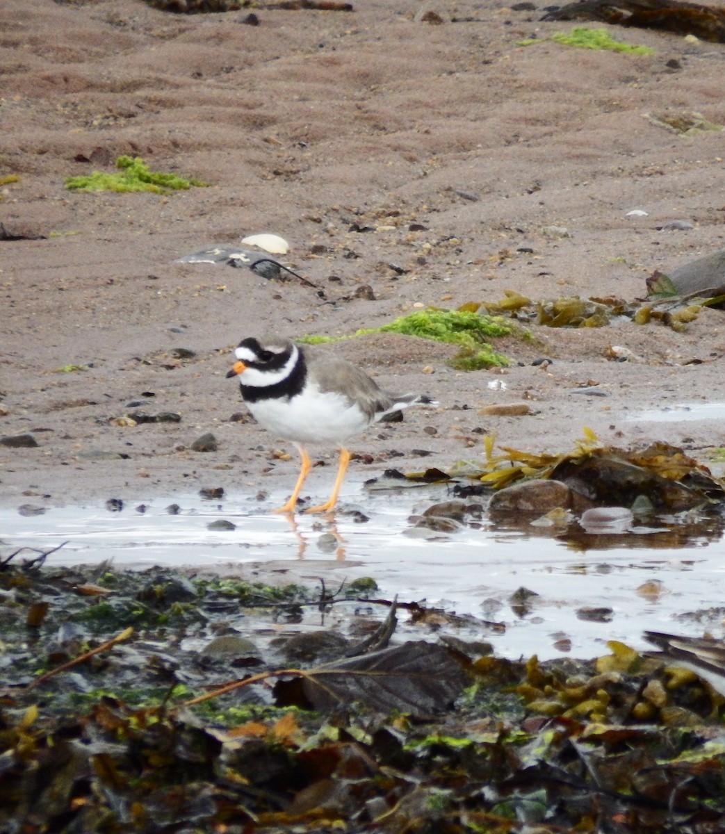Common Ringed Plover - ML603309461