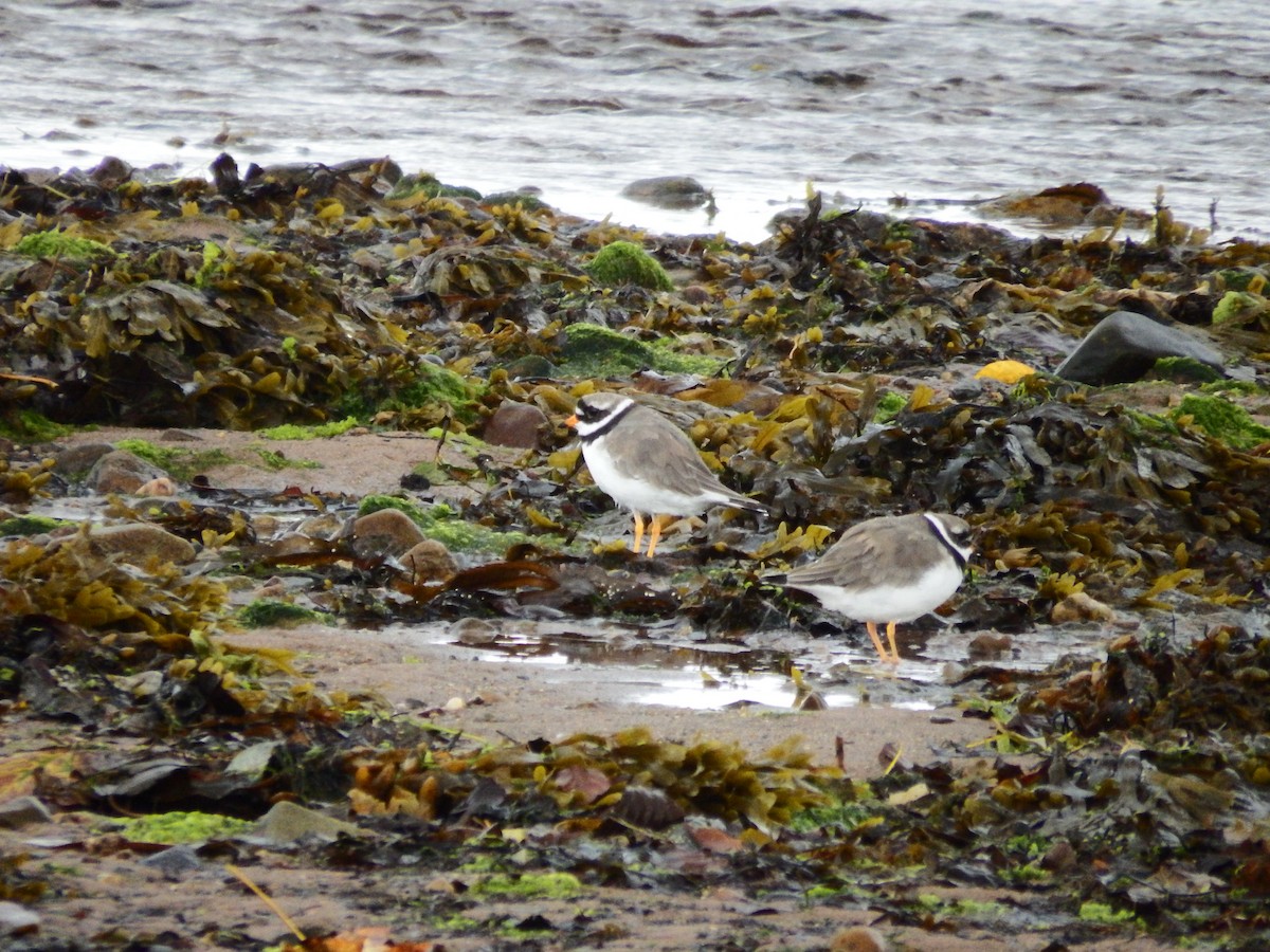 Common Ringed Plover - ML603309481