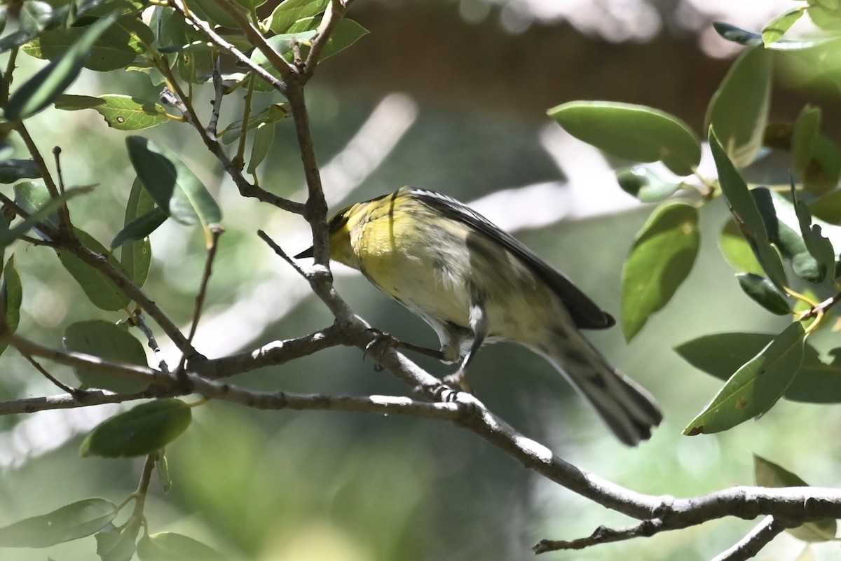 Townsend's Warbler - ML603309571