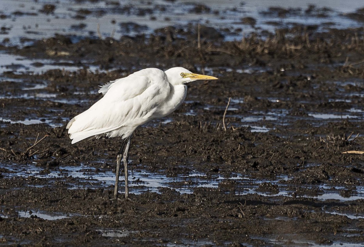 Plumed Egret - Deb Hopton