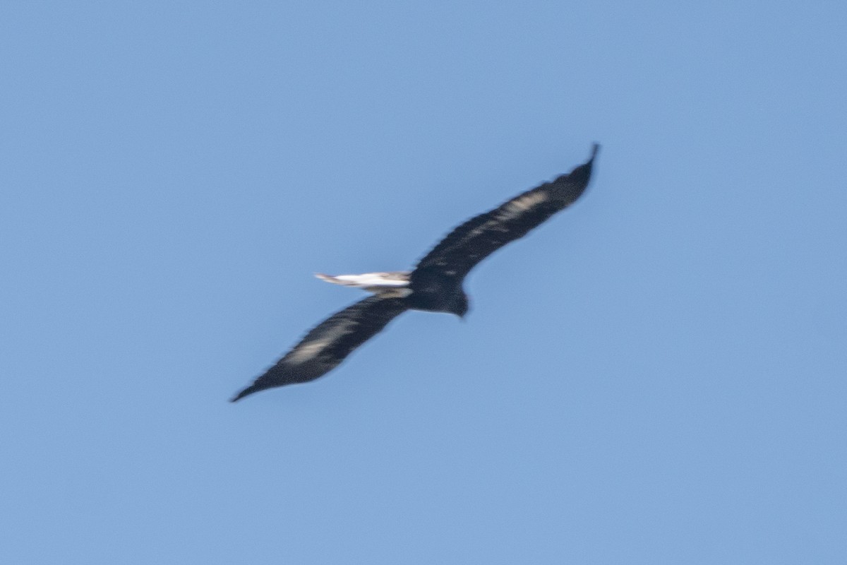 Águila Real - ML603310171