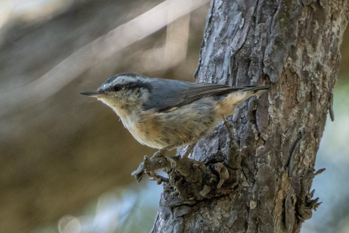 Red-breasted Nuthatch - ML603310191