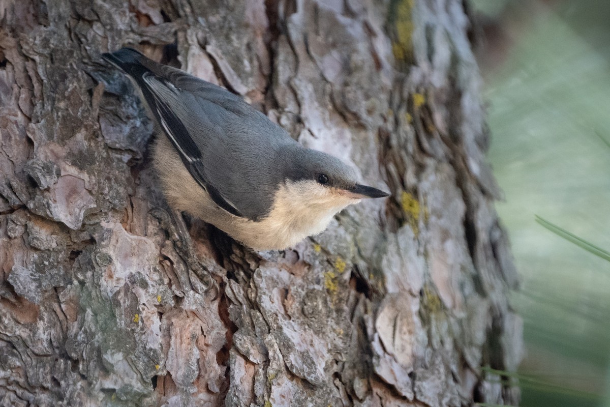 Pygmy Nuthatch - ML603310211