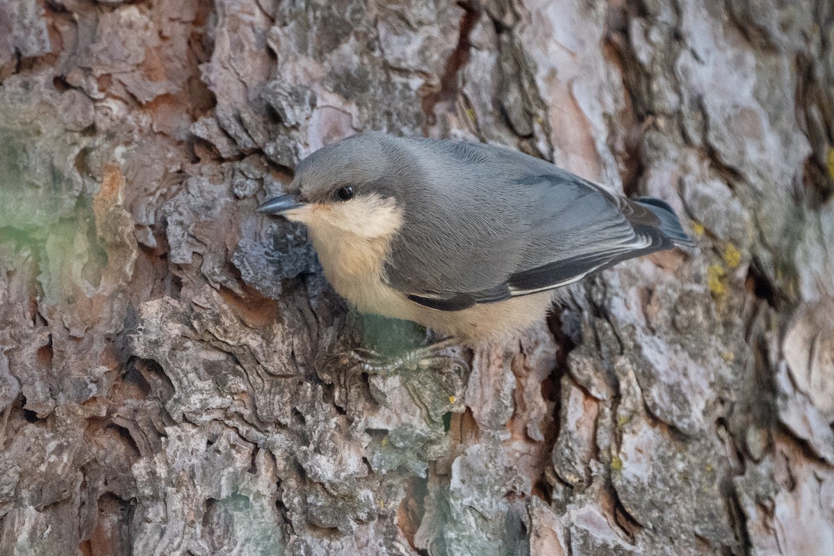 Pygmy Nuthatch - ML603310221