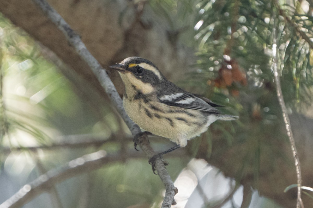 Black-throated Gray Warbler - ML603310241