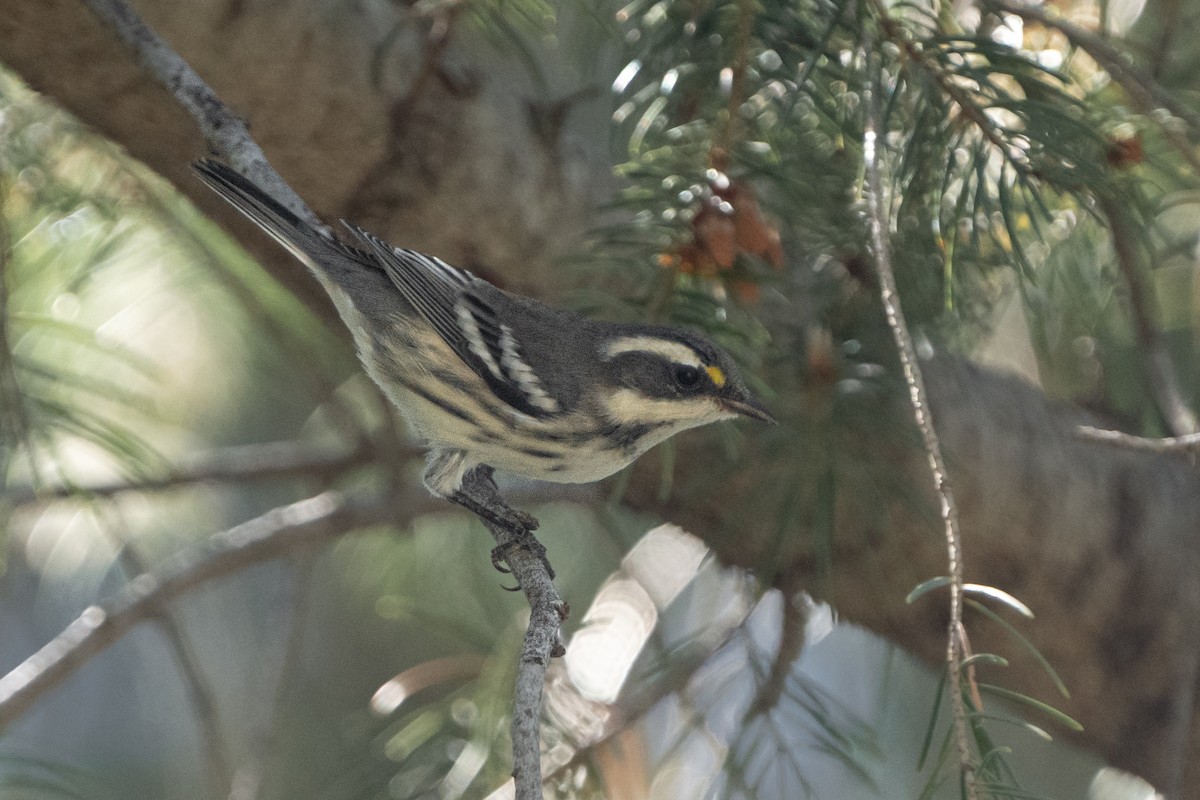 Black-throated Gray Warbler - ML603310251