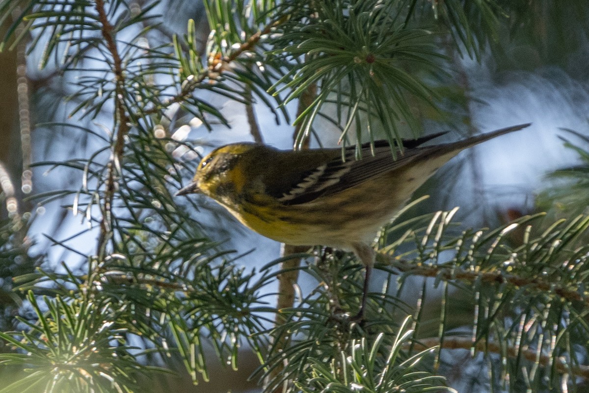 Townsend's Warbler - ML603310261