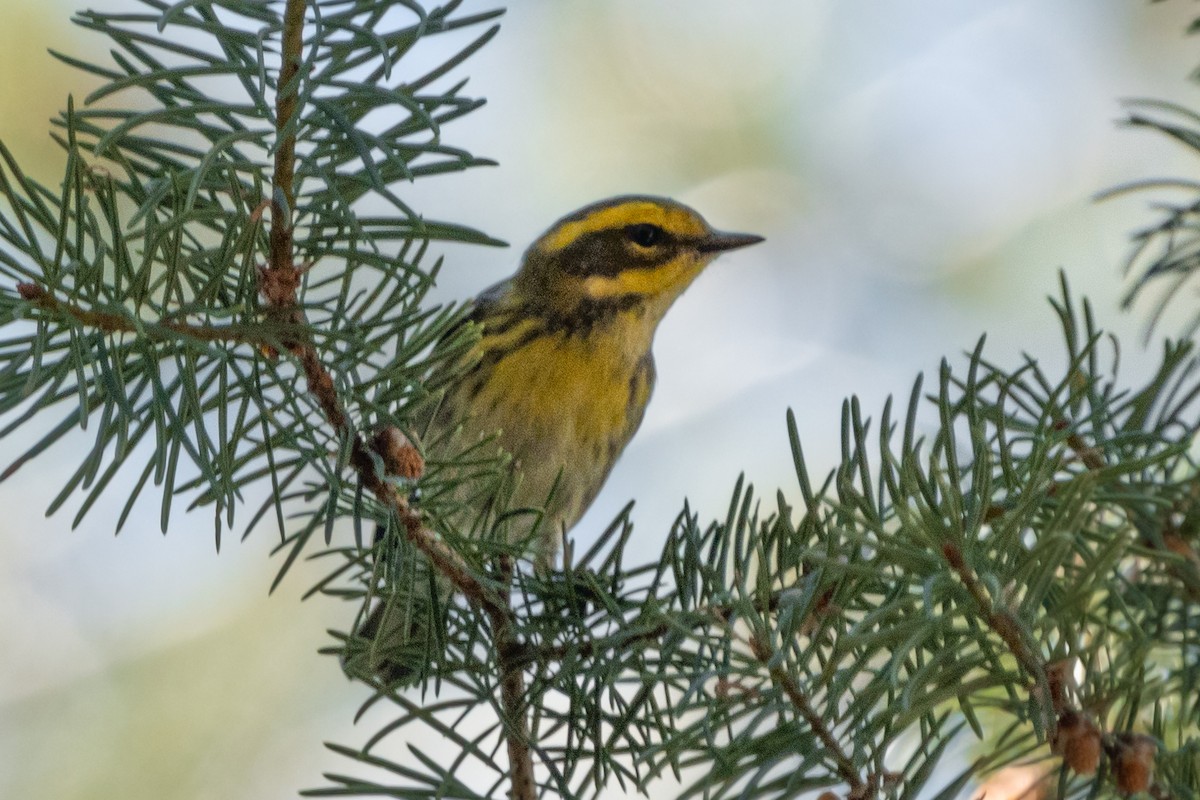 Townsend's Warbler - ML603310271