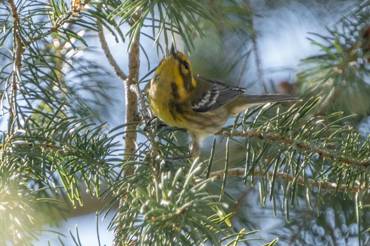 Townsend's Warbler - ML603310281