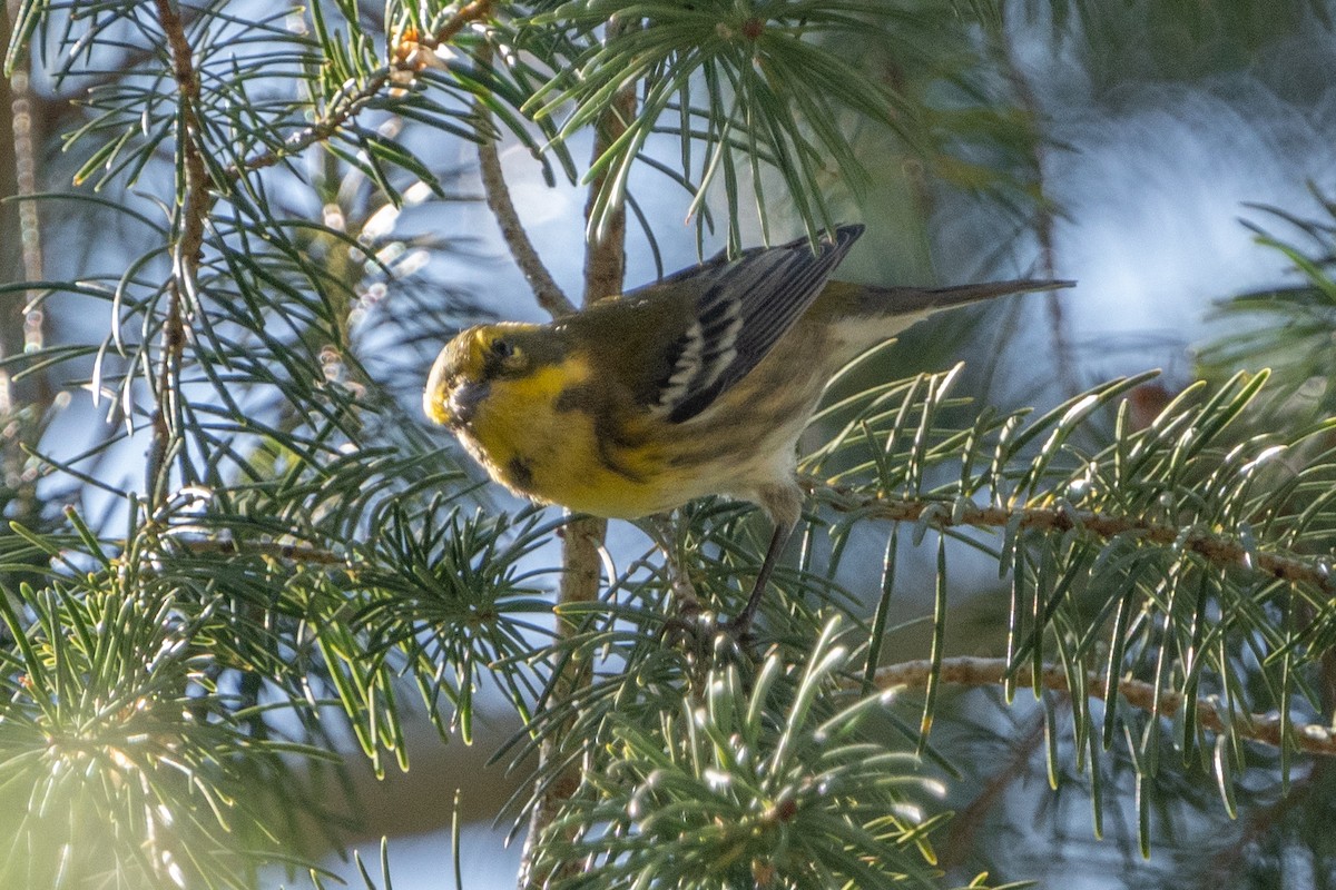 Townsend's Warbler - ML603310291