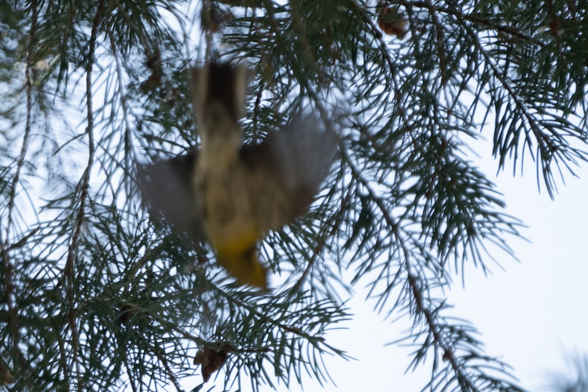 Townsend's Warbler - ML603310301