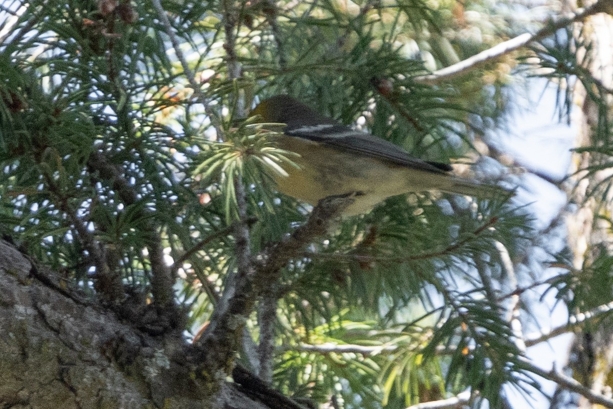 Paruline à tête jaune - ML603310321