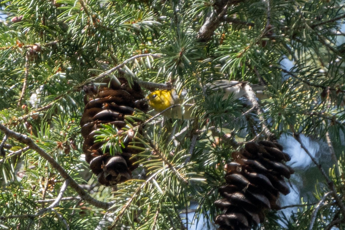 Paruline à tête jaune - ML603310331