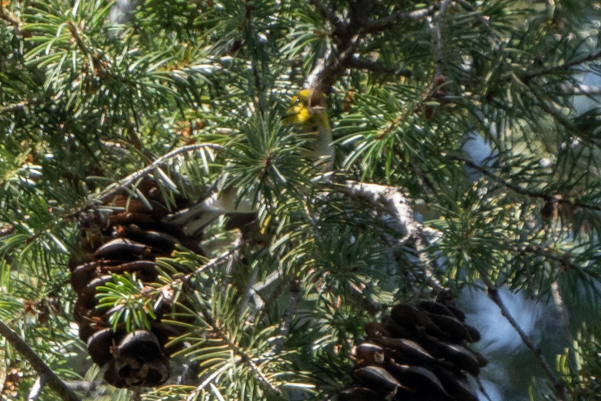 Paruline à tête jaune - ML603310341