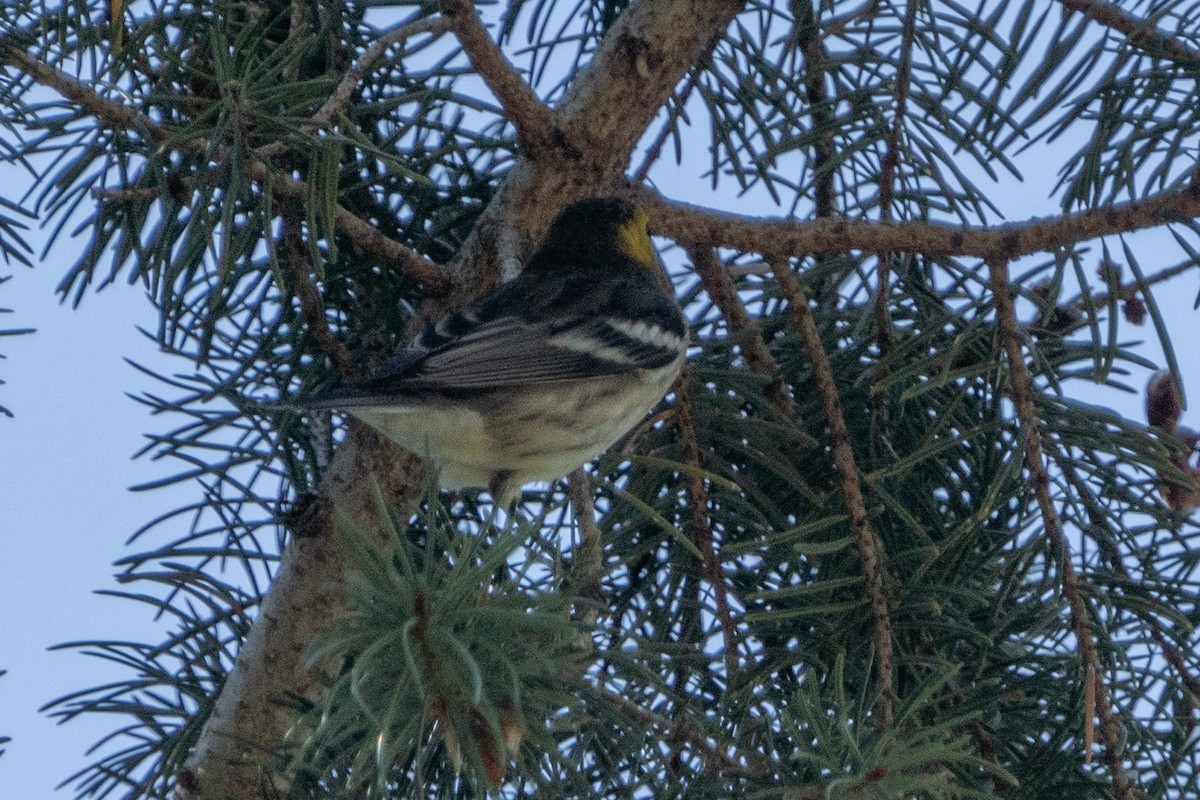 Paruline à tête jaune - ML603310351