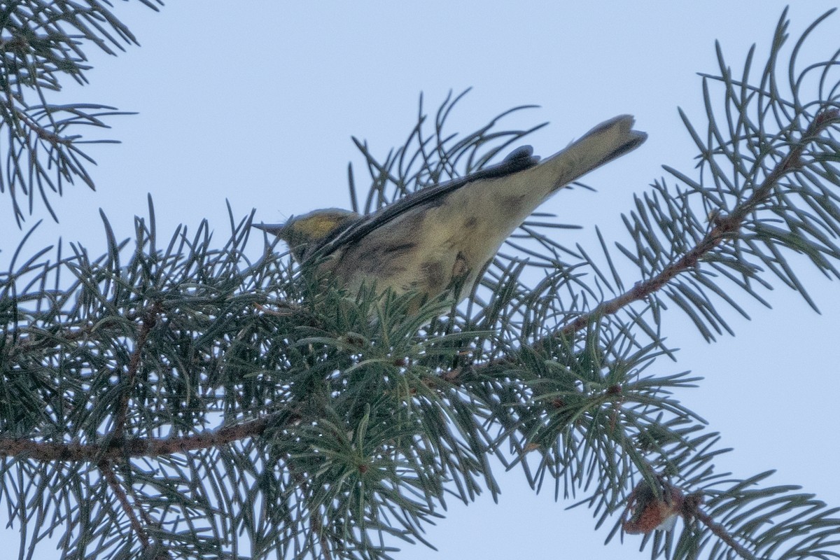 Paruline à tête jaune - ML603310361