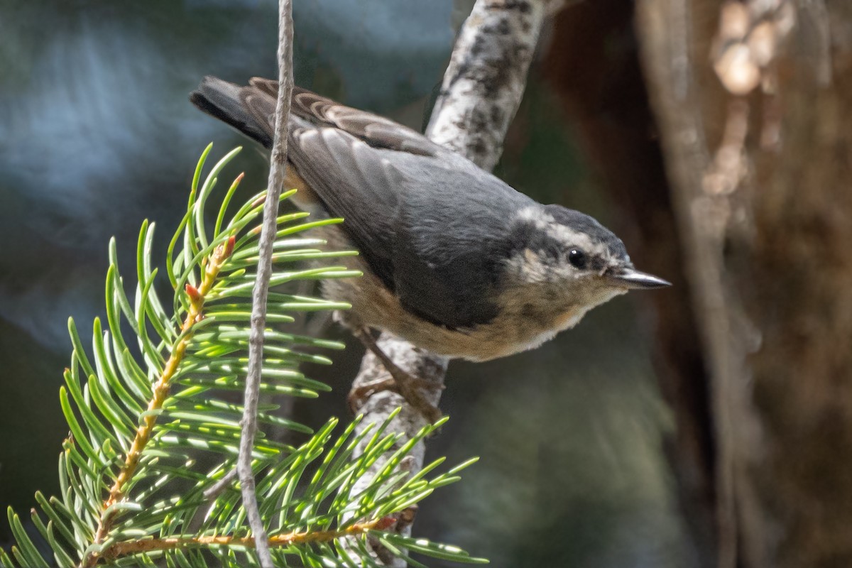 Red-breasted Nuthatch - ML603310421