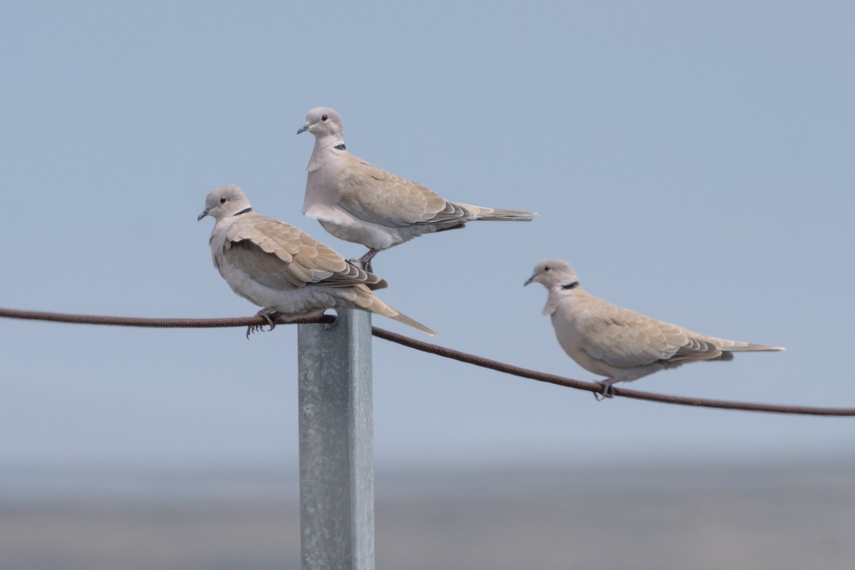 Кольчатая горлица - ML603310541