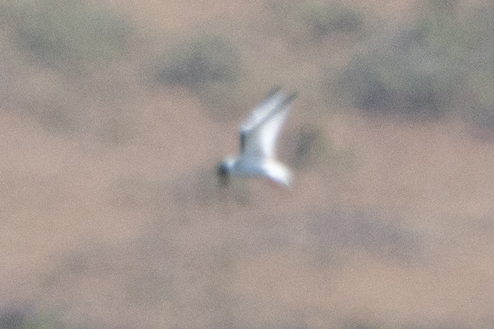 Least Tern - ML603310751