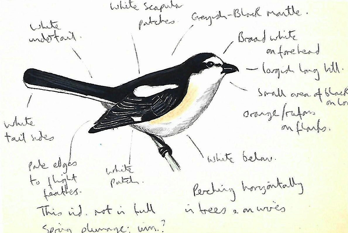 Masked Shrike - ML603310811