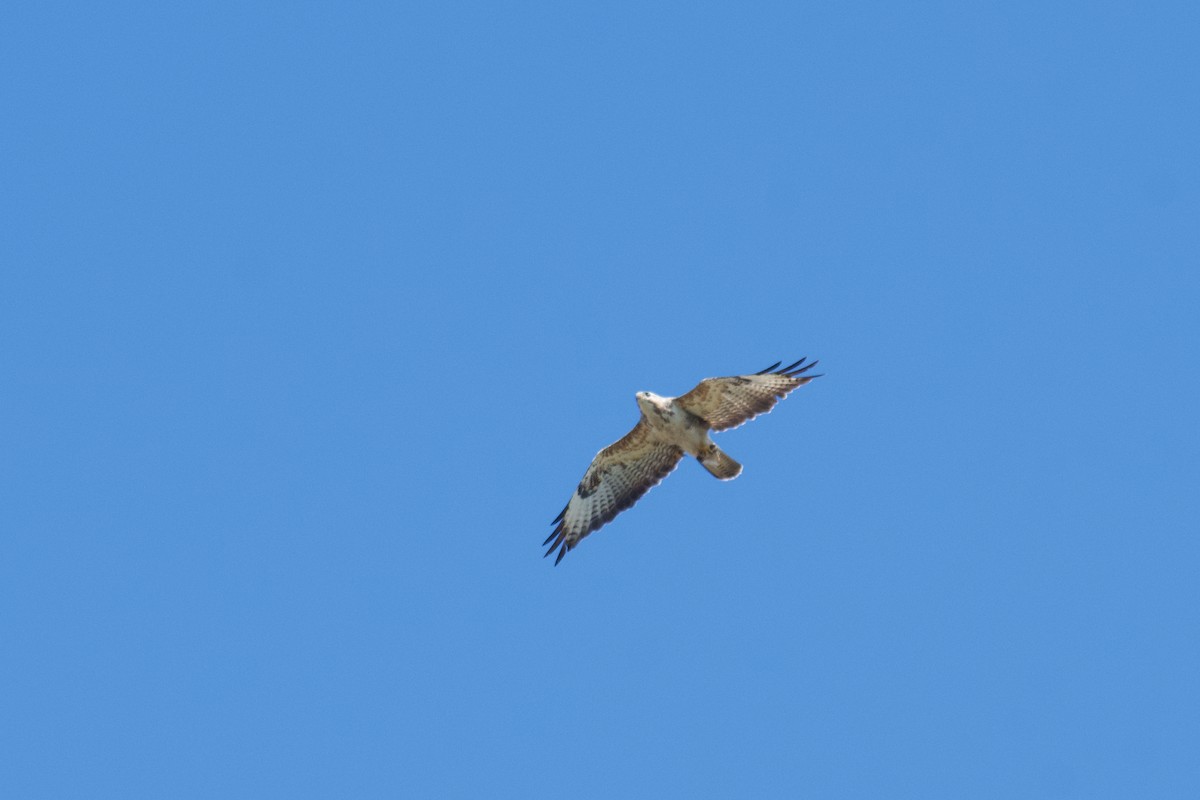 Common Buzzard - ML603311151