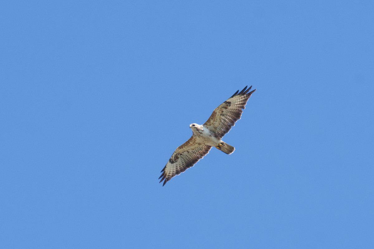 Common Buzzard - ML603311171