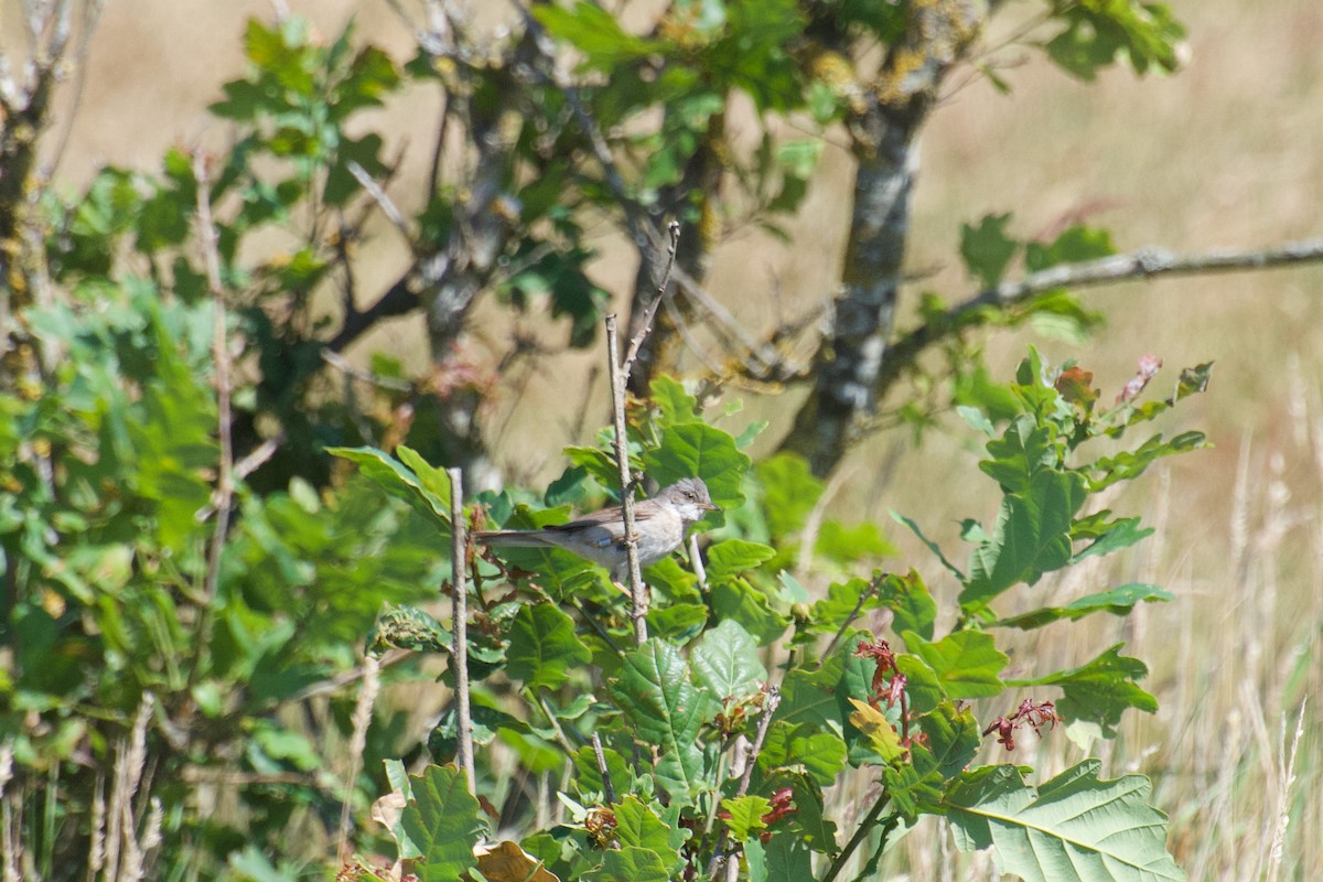 Greater Whitethroat - ML603311201