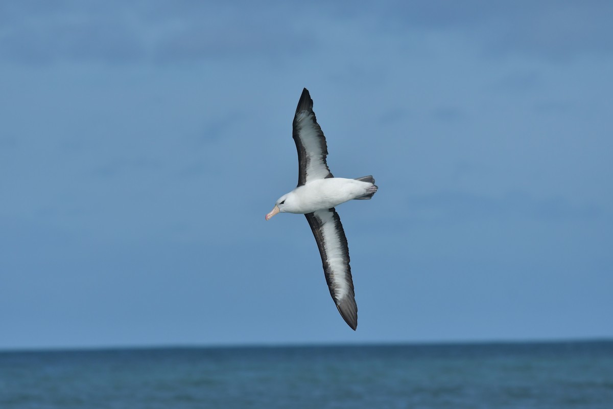Чернобровый альбатрос (melanophris) - ML603311331