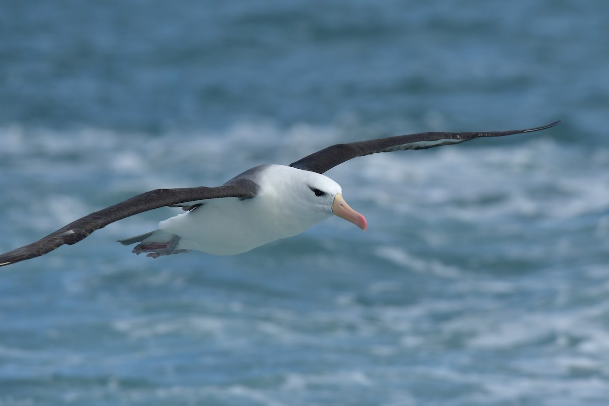 Black-browed Albatross (Black-browed) - ML603311351