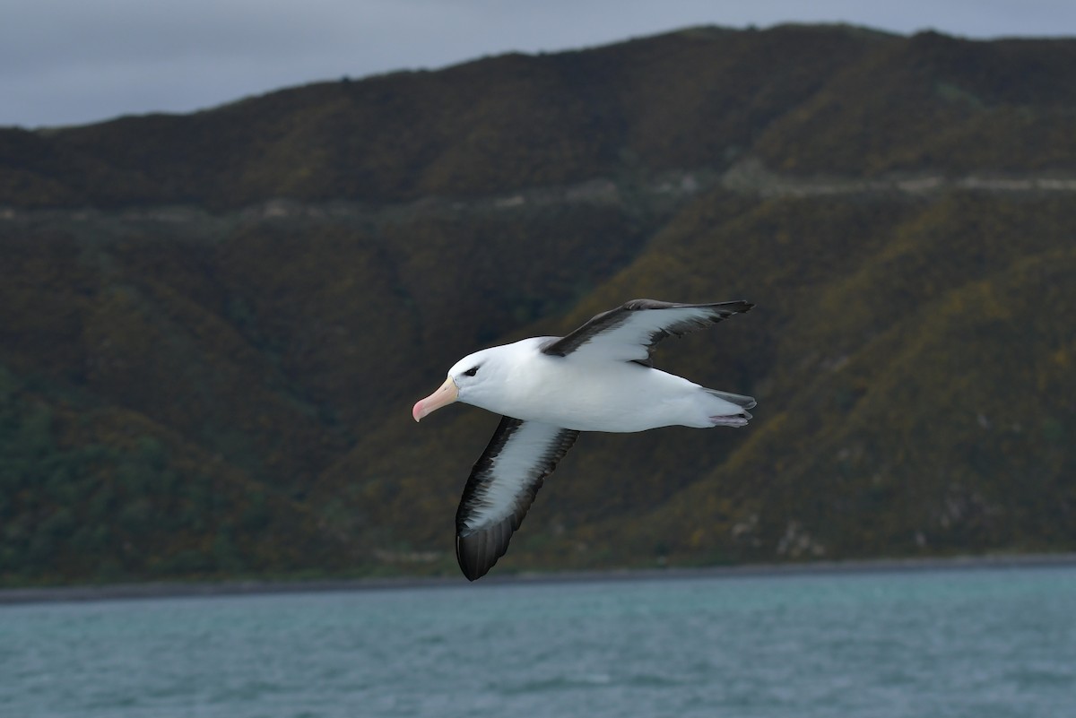 Black-browed Albatross (Black-browed) - ML603311361