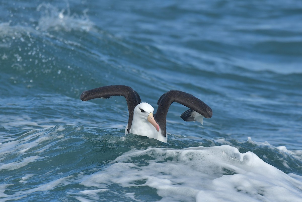 Black-browed Albatross (Black-browed) - ML603311381
