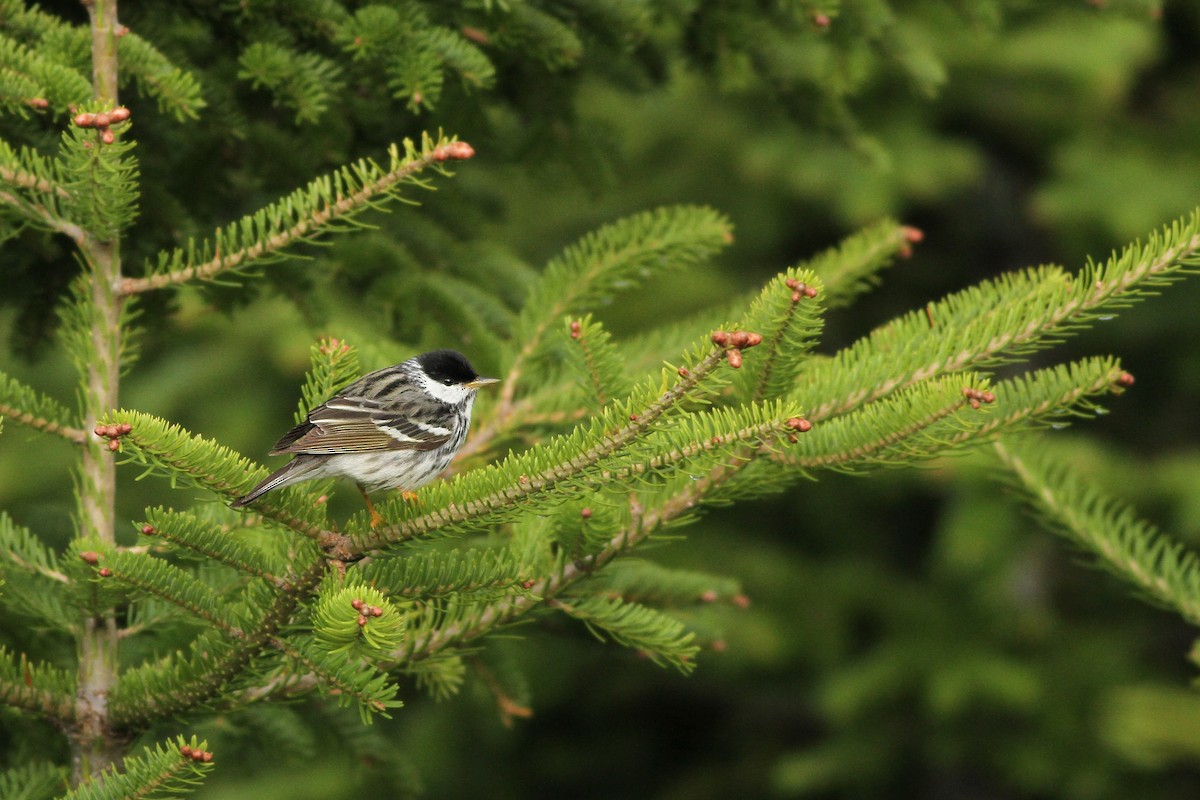 Blackpoll Warbler - Evan Lipton