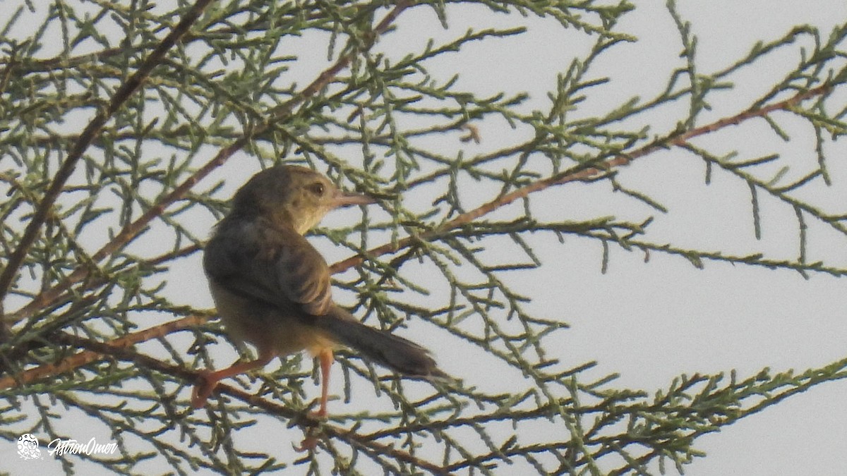 Delicate Prinia - ML603311931