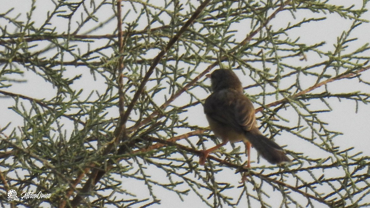 פשוש מזרחי - ML603311941