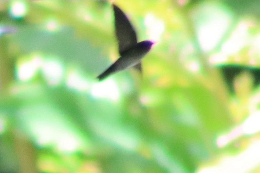 Gray-rumped Swiftlet - ML603313281