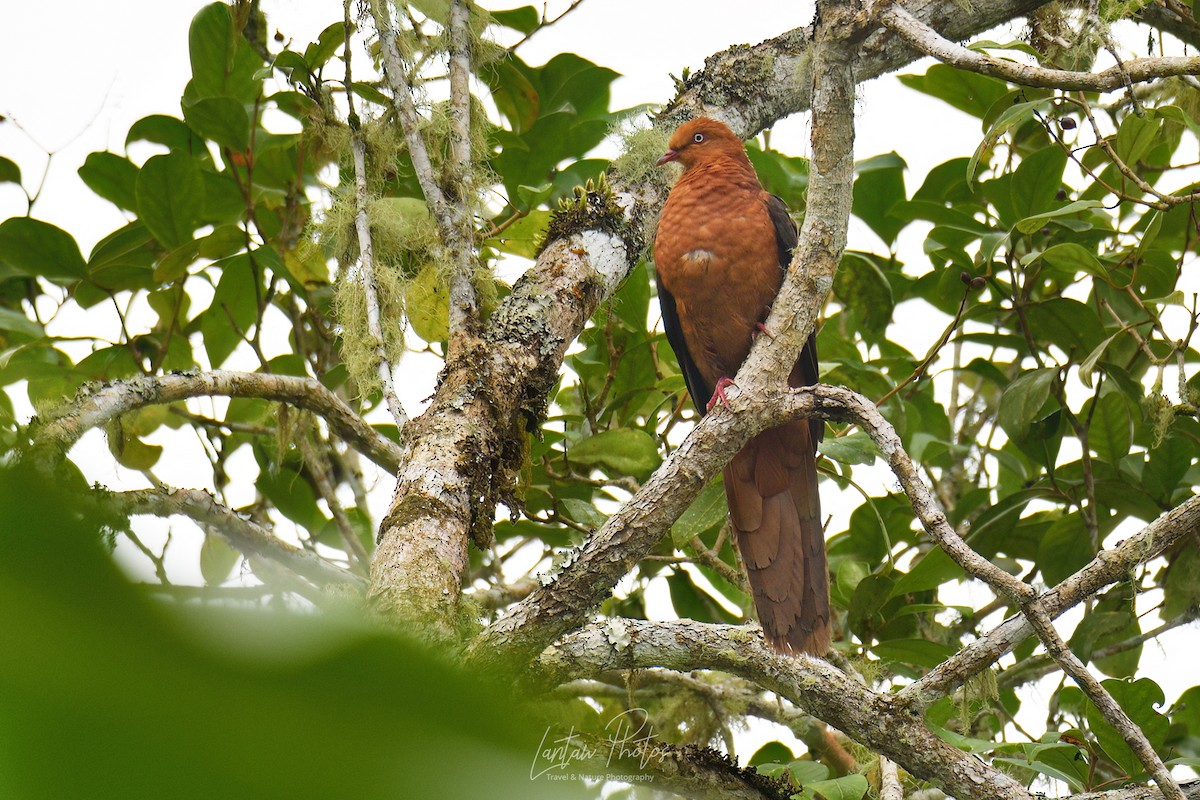 Philippine Cuckoo-Dove - ML603313361