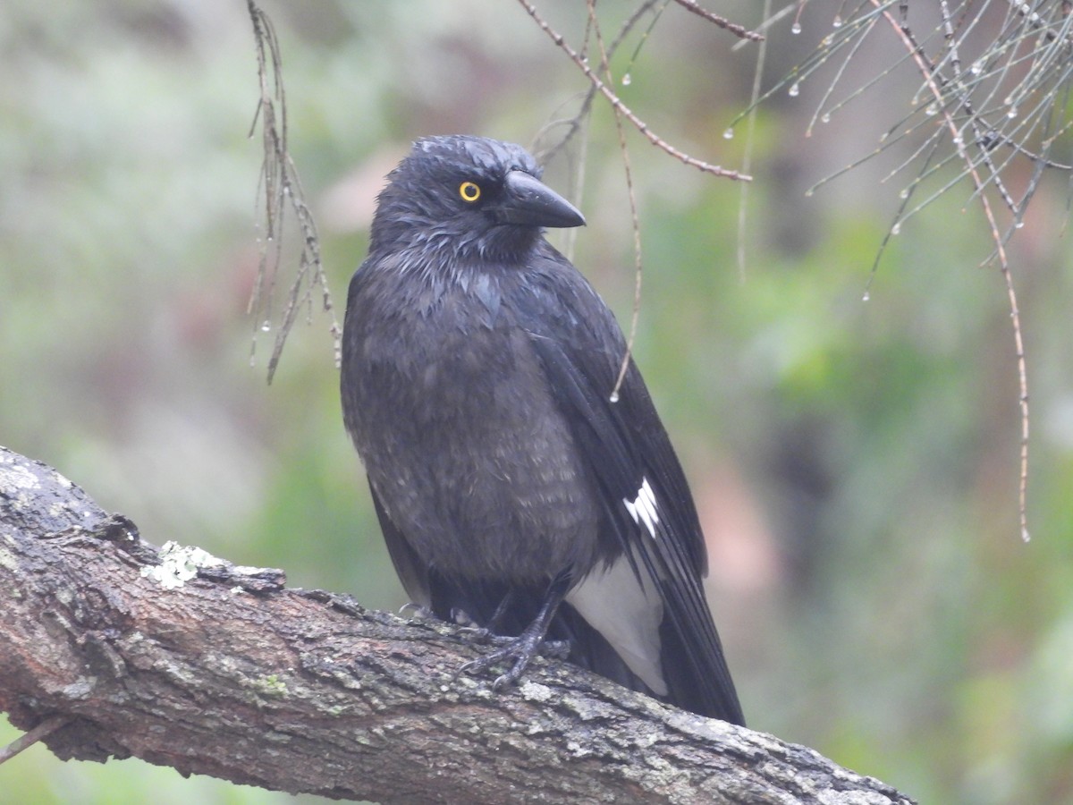 Pied Currawong - ML603313741