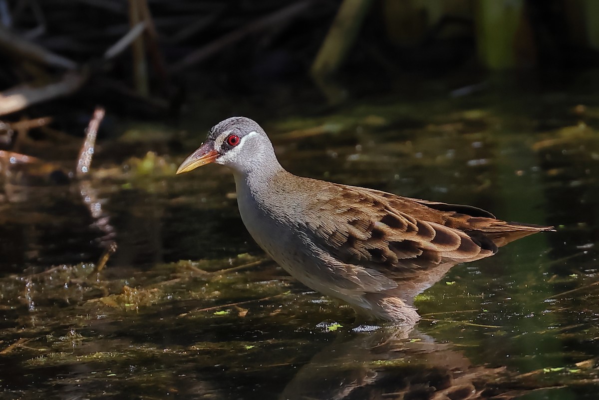 White-browed Crake - ML603314631