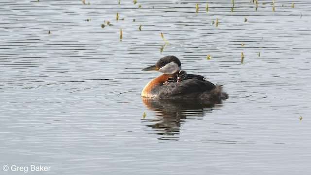 アカエリカイツブリ - ML603315891